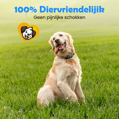 Golden retriever in het gras met de Anti Blafband Smart, die veilig en zonder pijnlijke schokken blafgedrag corrigeert.