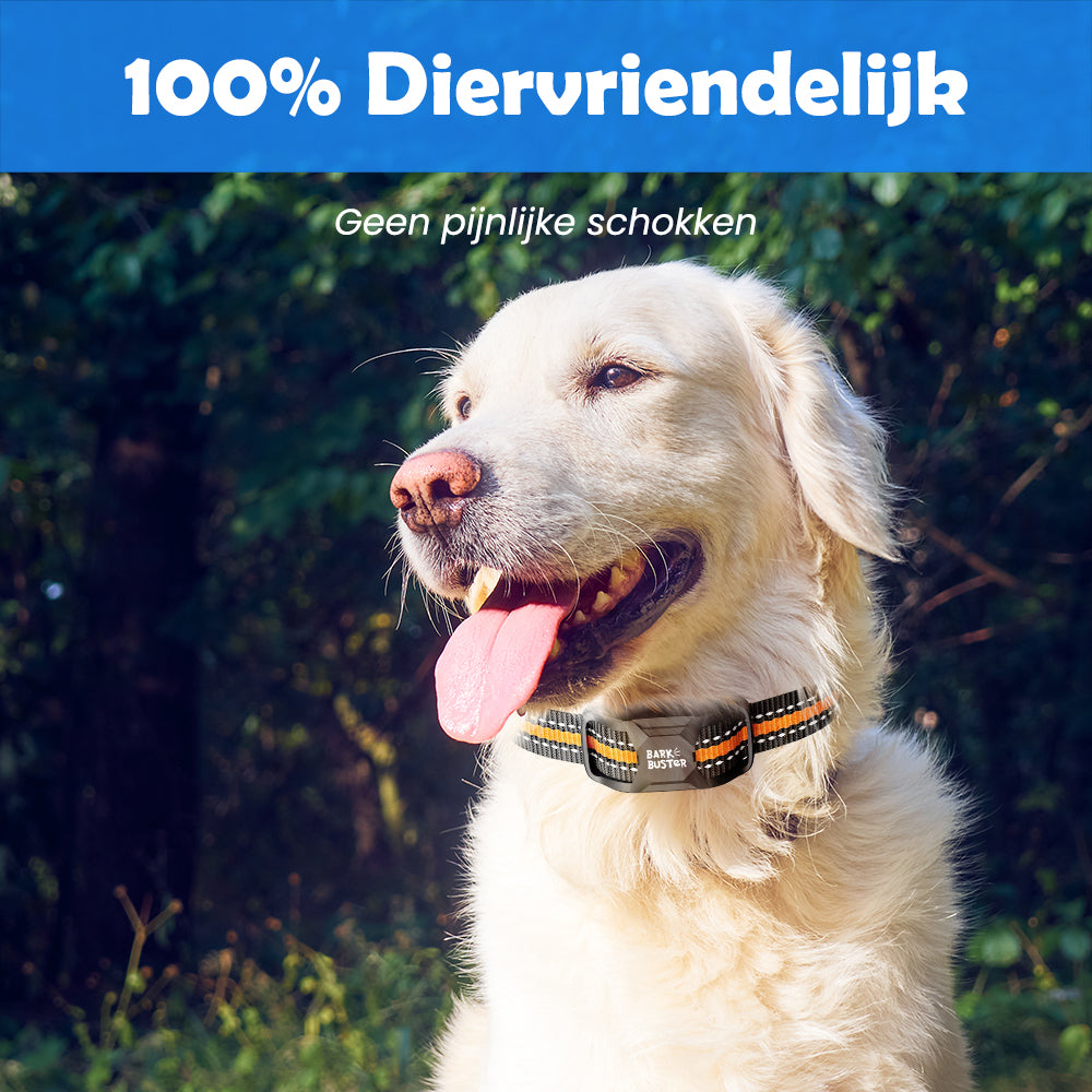Witte labrador met Anti Blafband Deluxe, ontspannen in een bosomgeving.