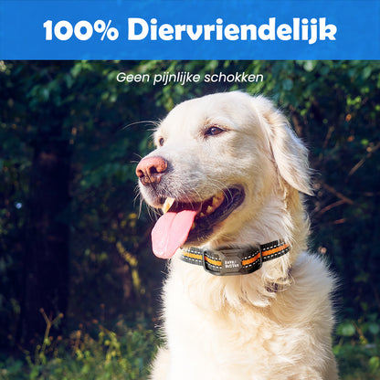 Witte labrador met Anti Blafband Deluxe, ontspannen in een bosomgeving.