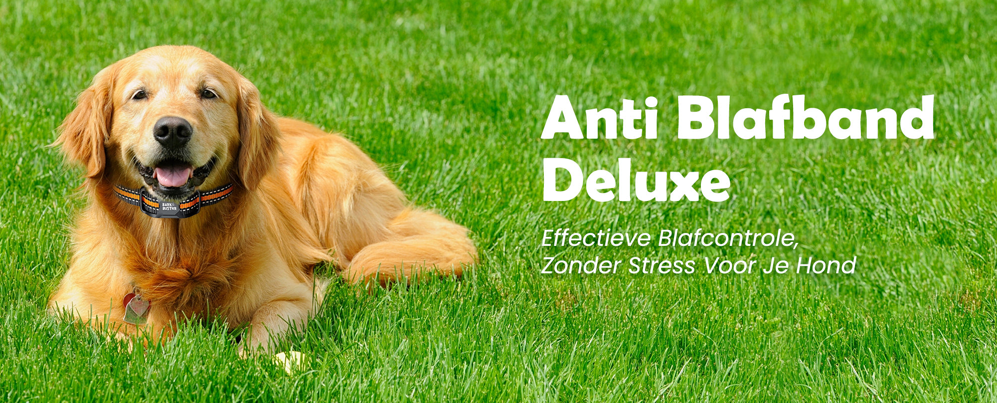 Witte hond met Anti Blafband Deluxe in bosomgeving, ideaal voor stressvrije training.
