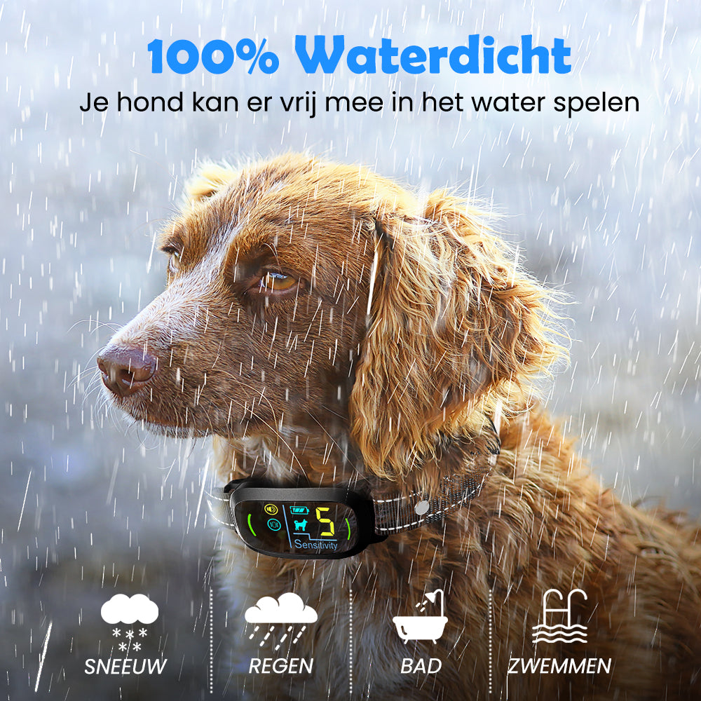 Hond met de Anti Blafband Smart in de regen, geschikt voor gebruik in sneeuw, regen, bad of tijdens het zwemmen.